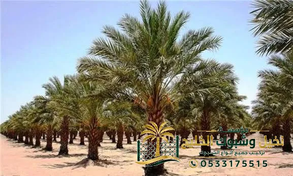 زراعة نخيل عربي السعودية بسعر مناسب