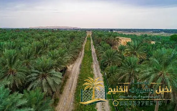 زراعة نخيل السعودية خبرة طويلة في زراعة النخل