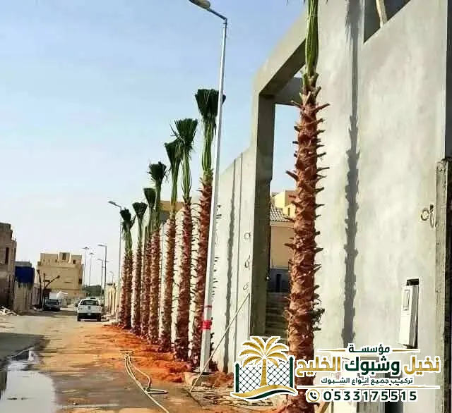  شركة توريد  نخيل واشنطني  في السعودية
