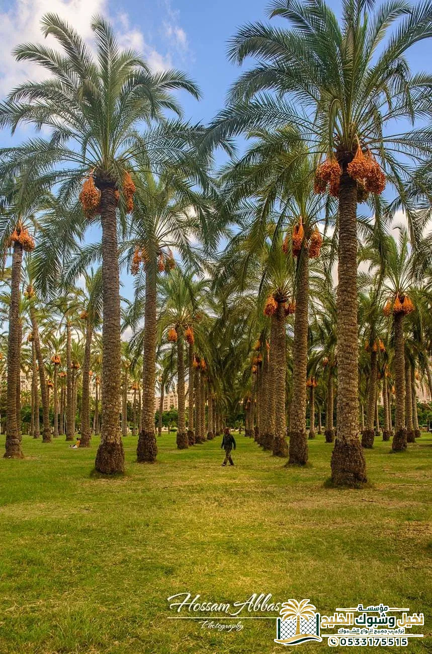 زراعة نخيل جوز الهند في السعودية
