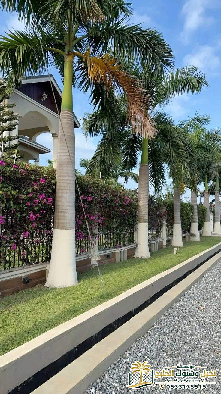 بيع نخل ملوكي فاخر في جميع انحاء المملكة السعودية 