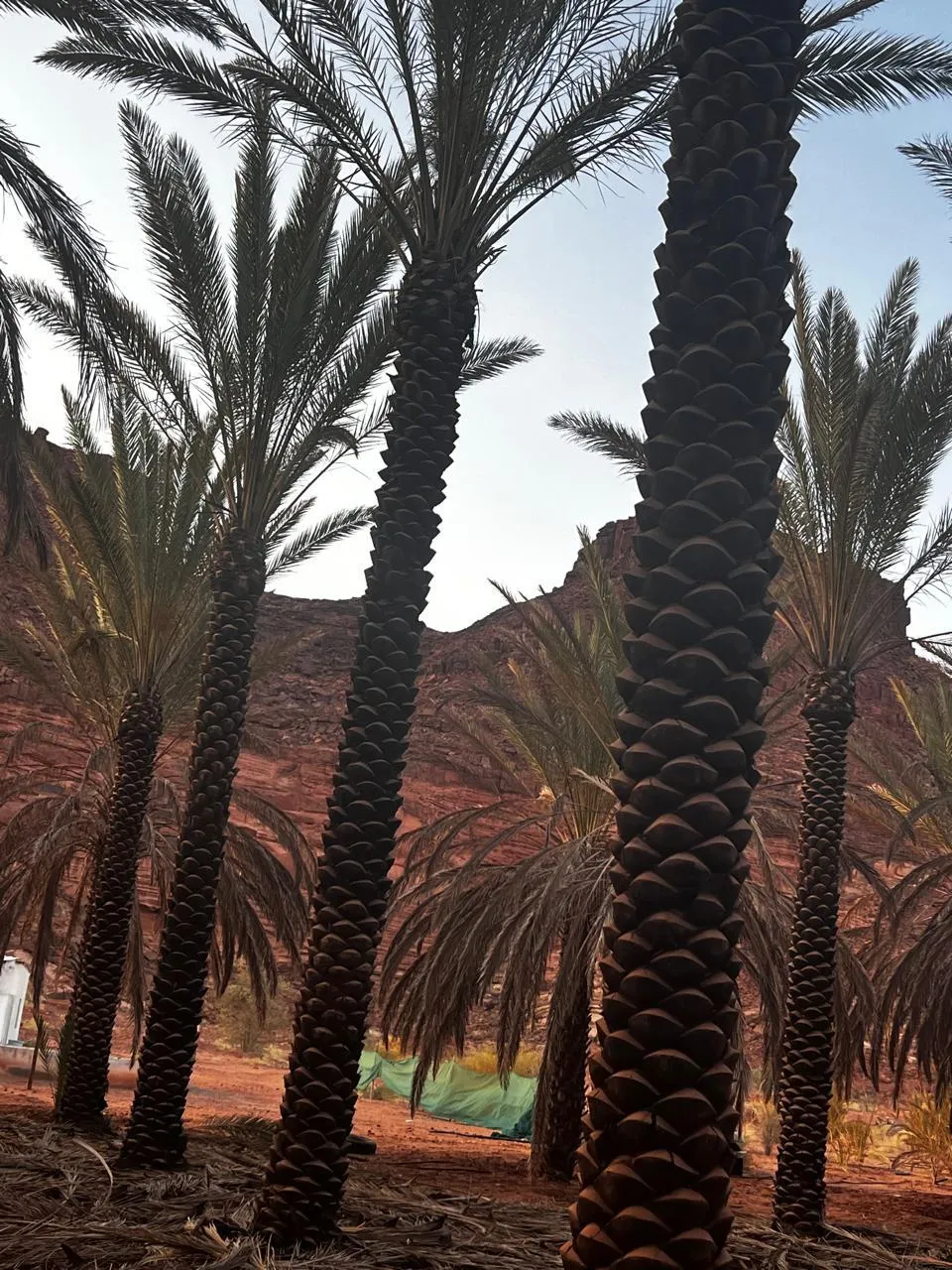 نخيل عربي السعودية بأجود الأصناف في السعودية