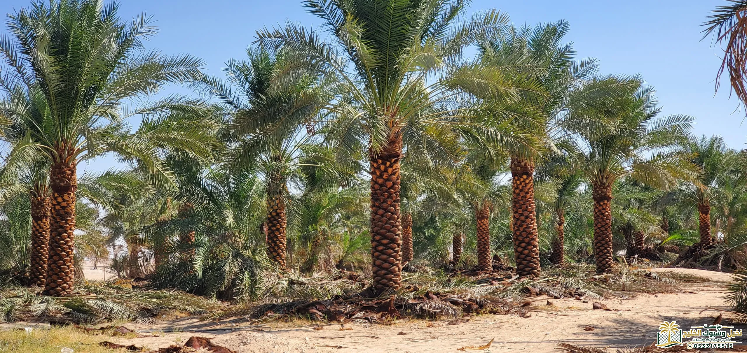 زراعة نخيل للحدائق والاستراحات جميع المقاسات في السعودية
