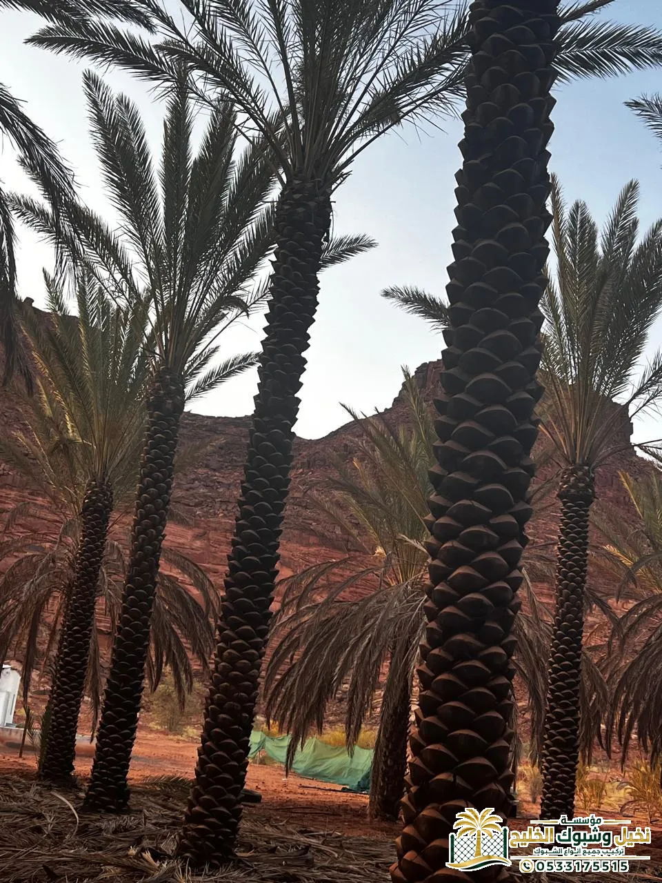 زراعة نخيل الزينة للمداخل في السعودية جدة مكة