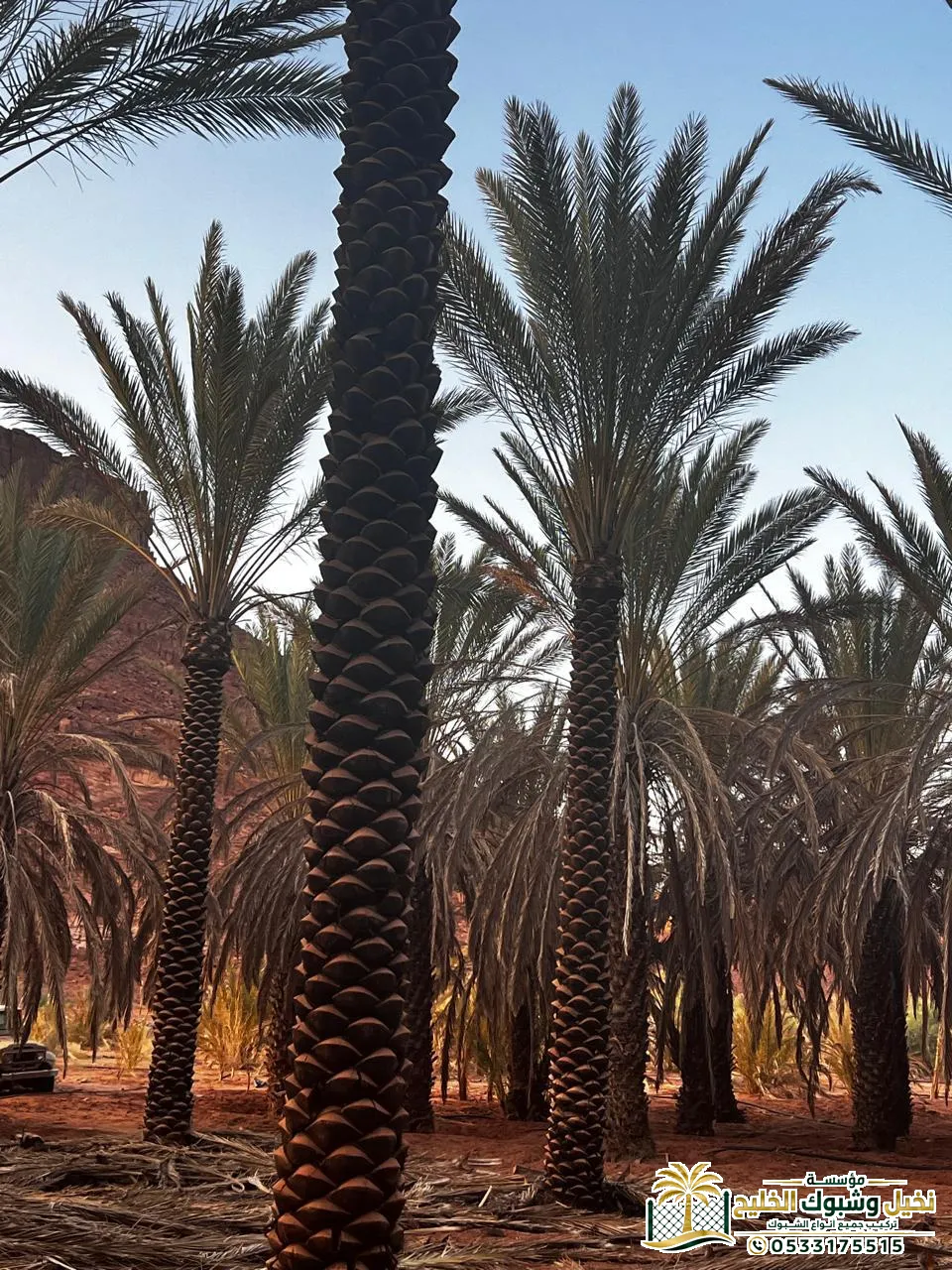 توريد وزراعة نخيل للحدائق والمزارع السعودية القصيم
