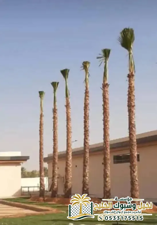 نخل واشنطني للبيع بذور النخيل الواشنطني السعودية الرياض