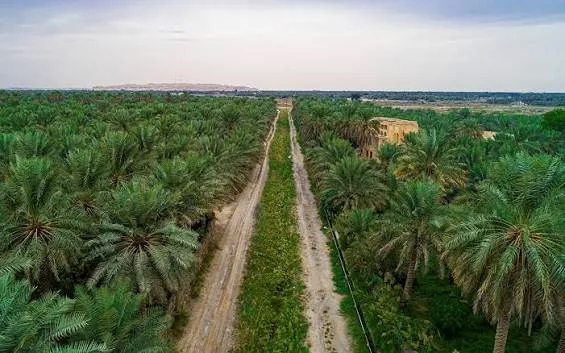 نخيل عربي السعودية