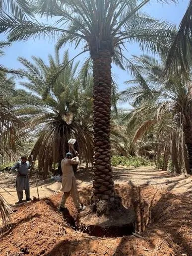 زراعة نخيل السعودية
