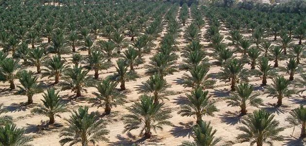 زراعة النخيل